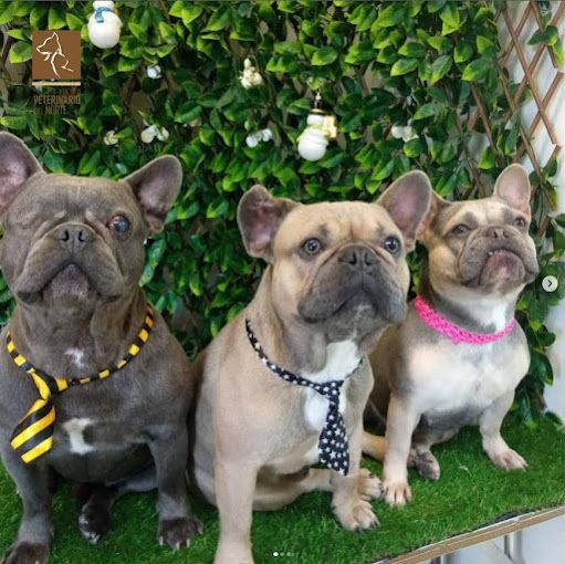 clinica-para-perros-en-Maracay